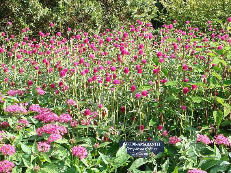177 Longwood Gardens [2008 August 23].JPG - Longwood Gardens in Pennsylvania